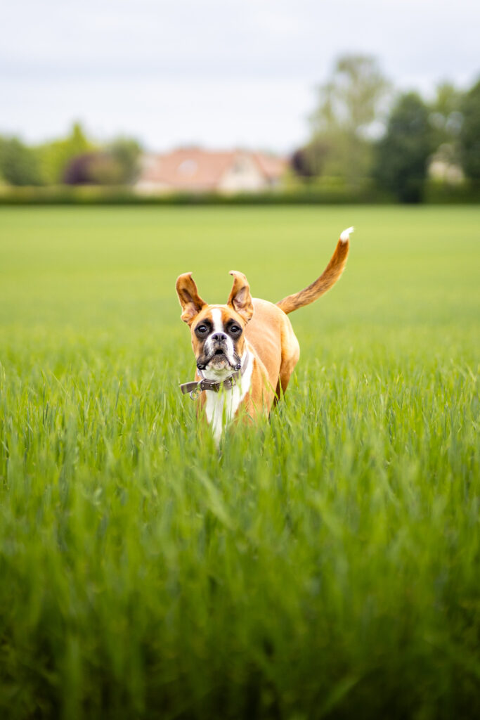 photo de chien goofy