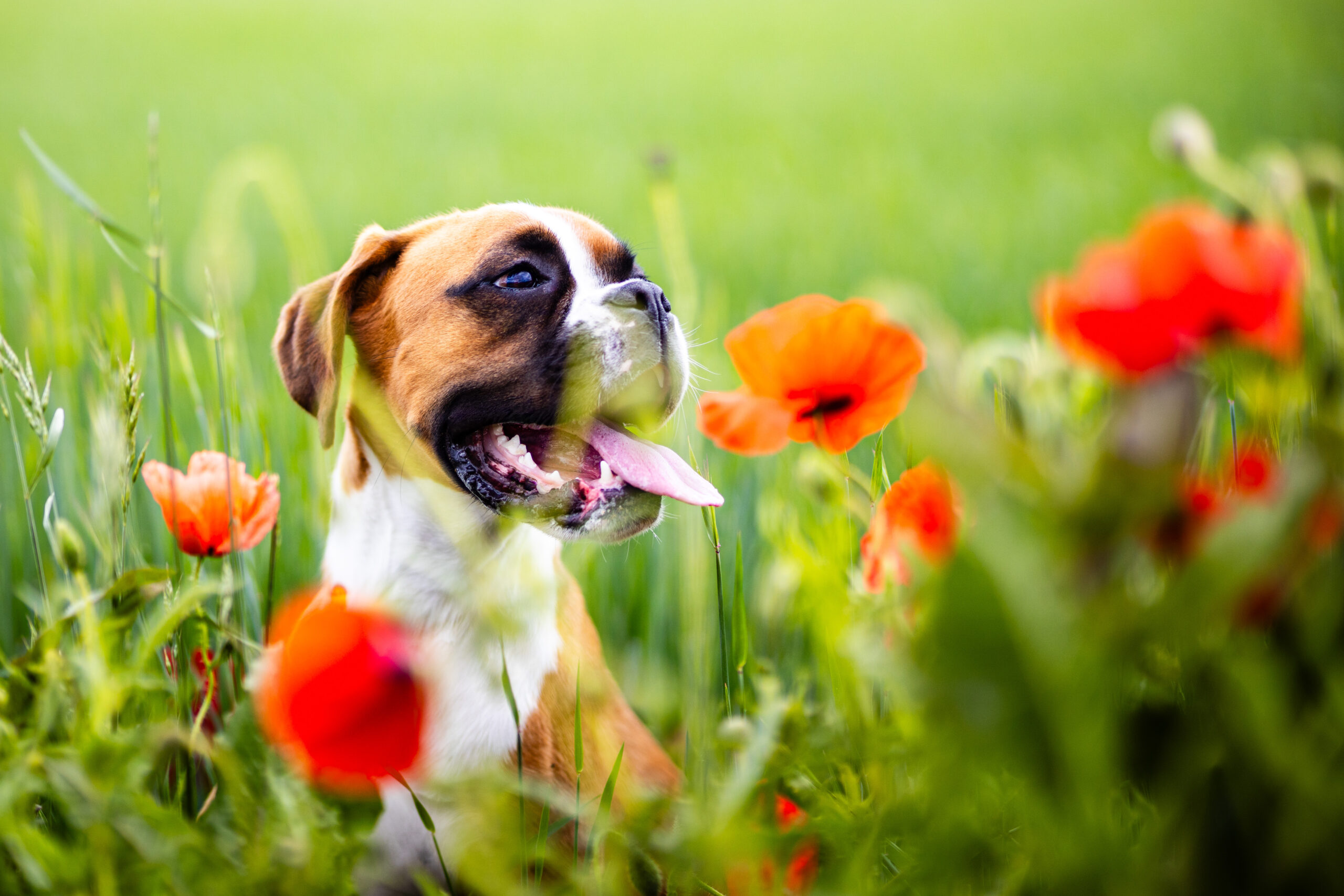 chien boxer nature coquelicot, , photographe animalier Normandie