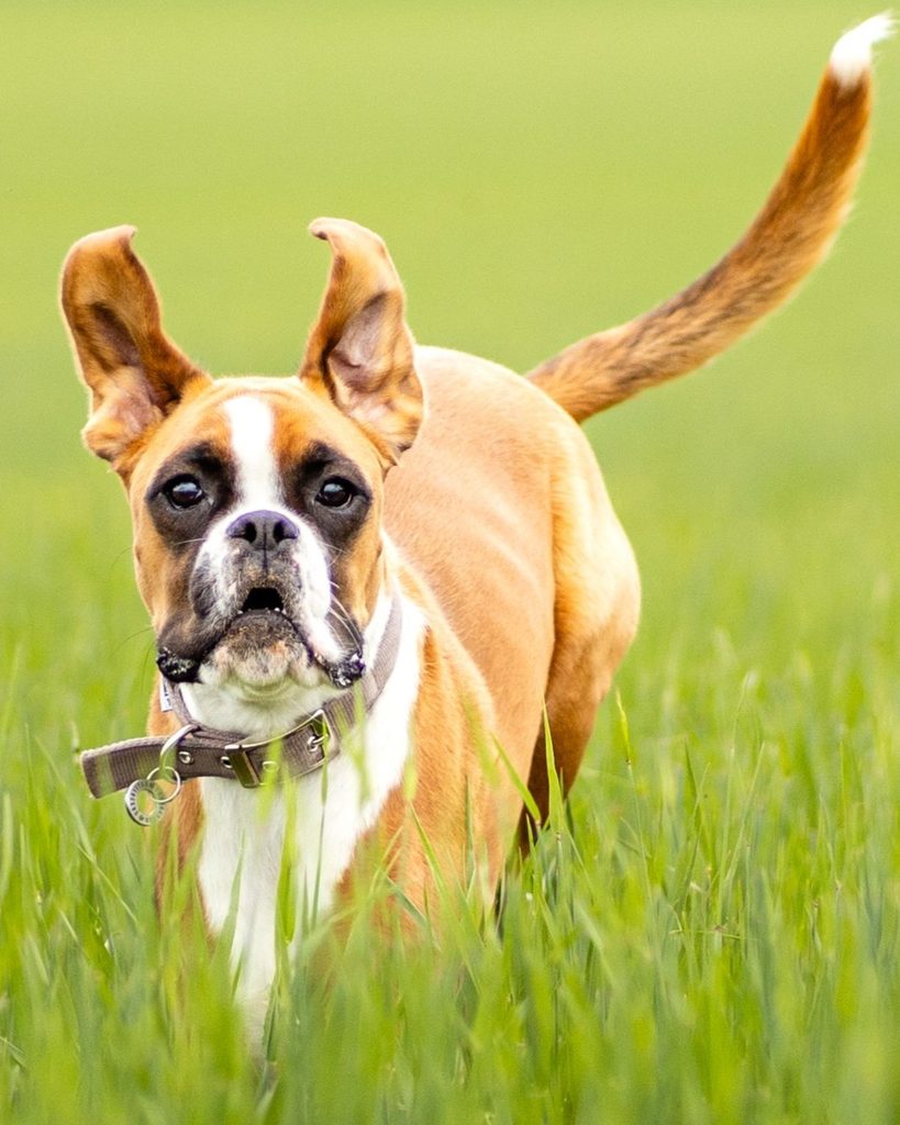 Chien boxer courant dans un champ, photographe animalier Caen