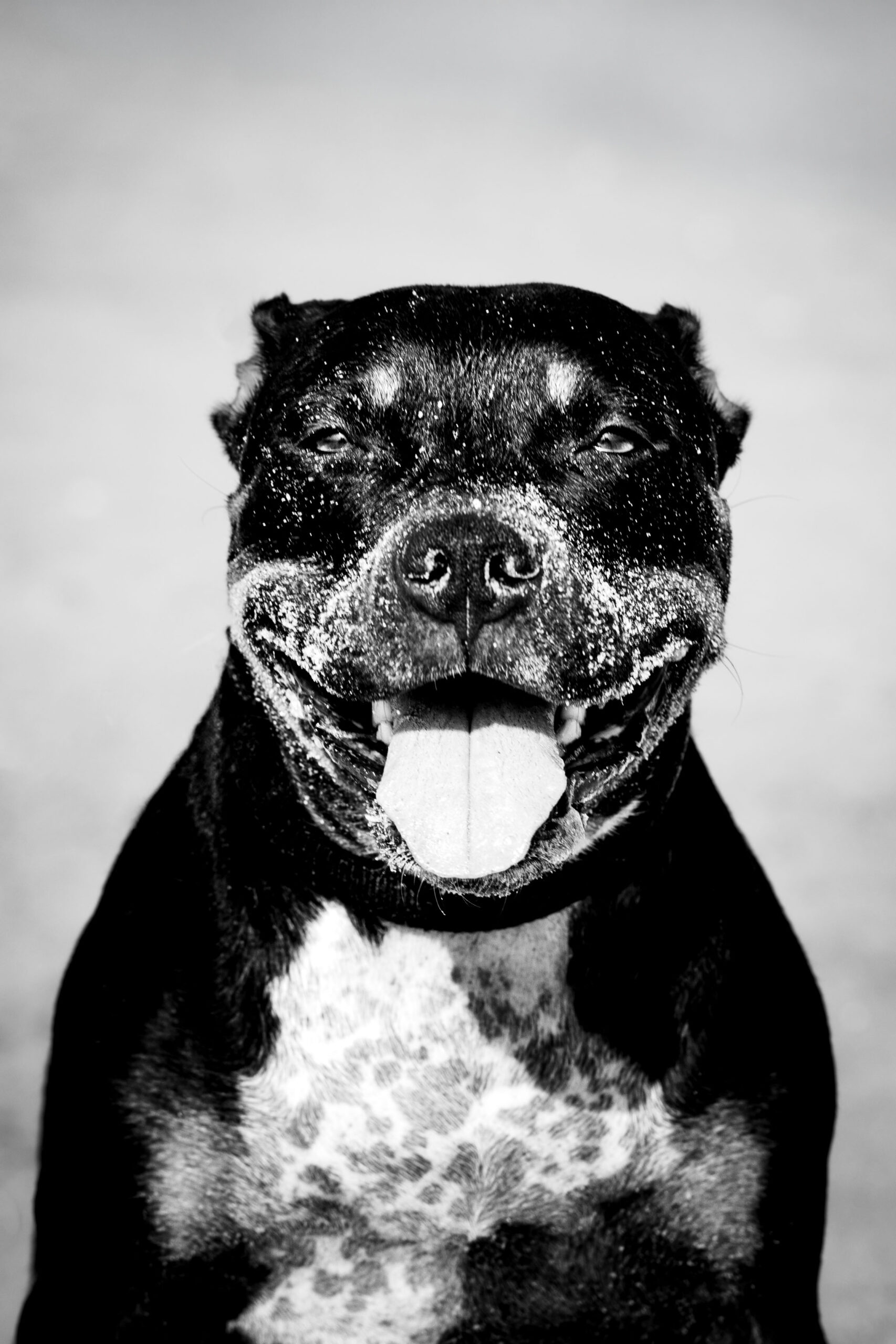 Chanel la staffie, avis client photographe animalier Caen
