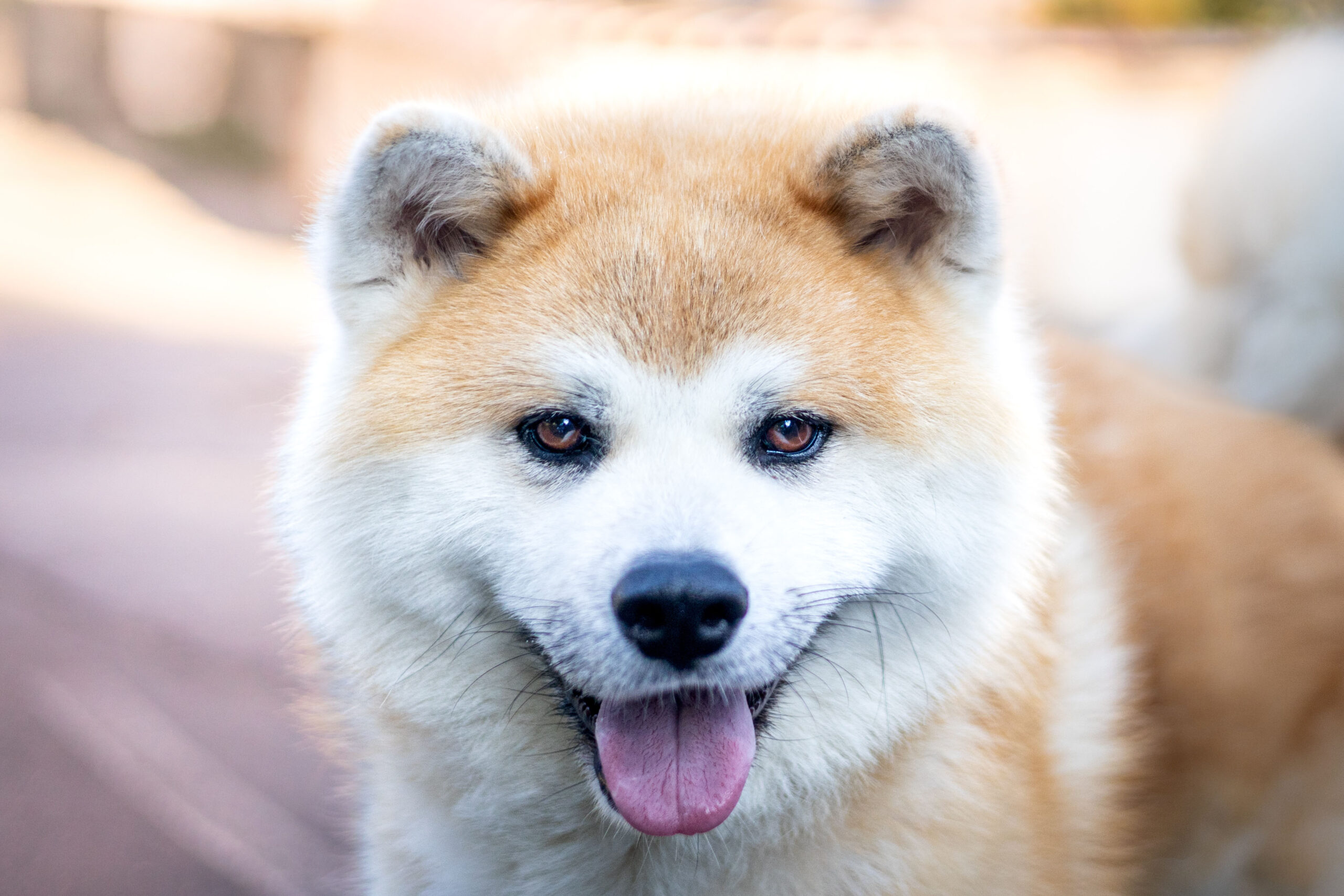 Hubert et ses chiens Tsuba et Aqua, avis client photographe animalier Caen