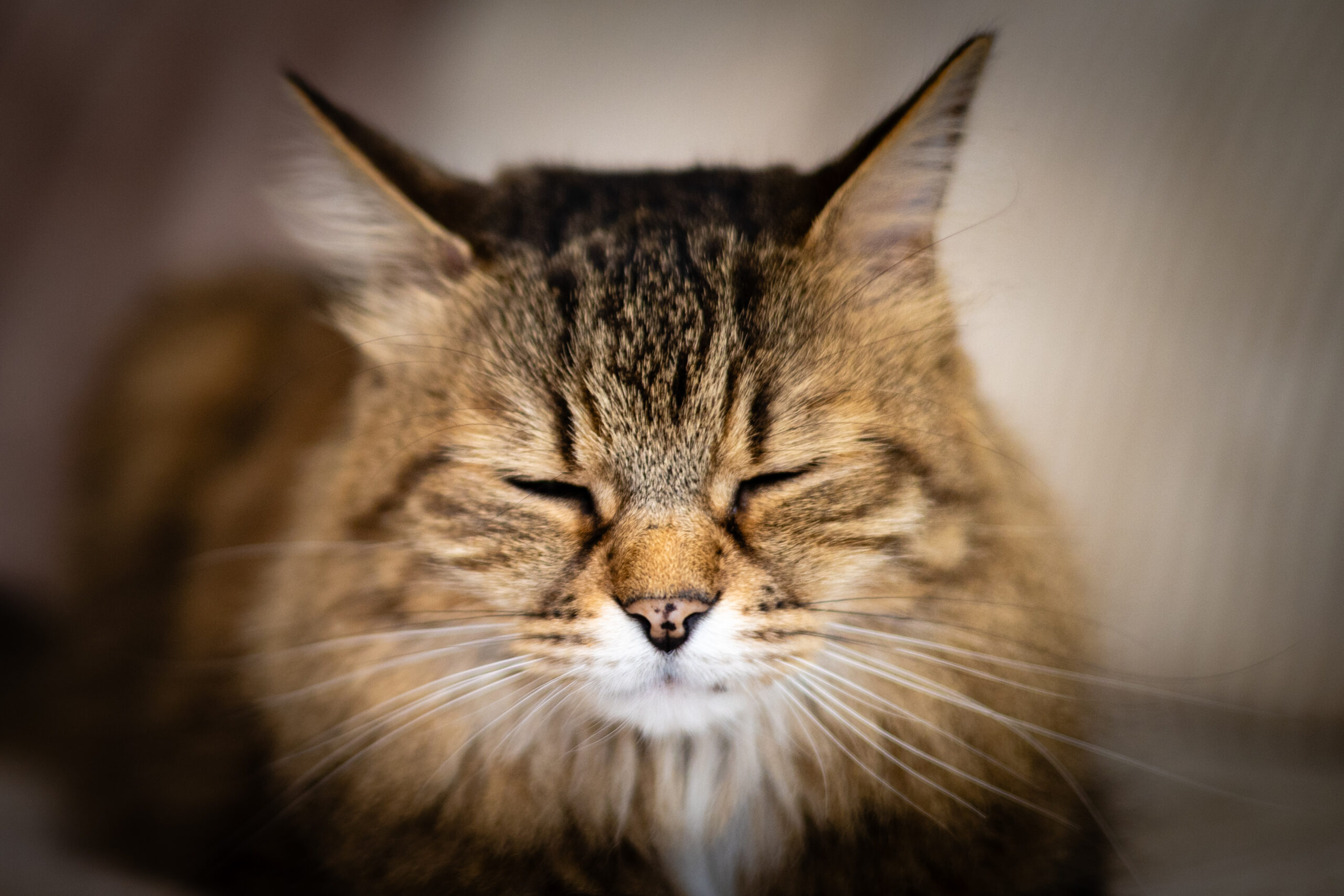 Iron le chat, avis client photographe animalier Caen
