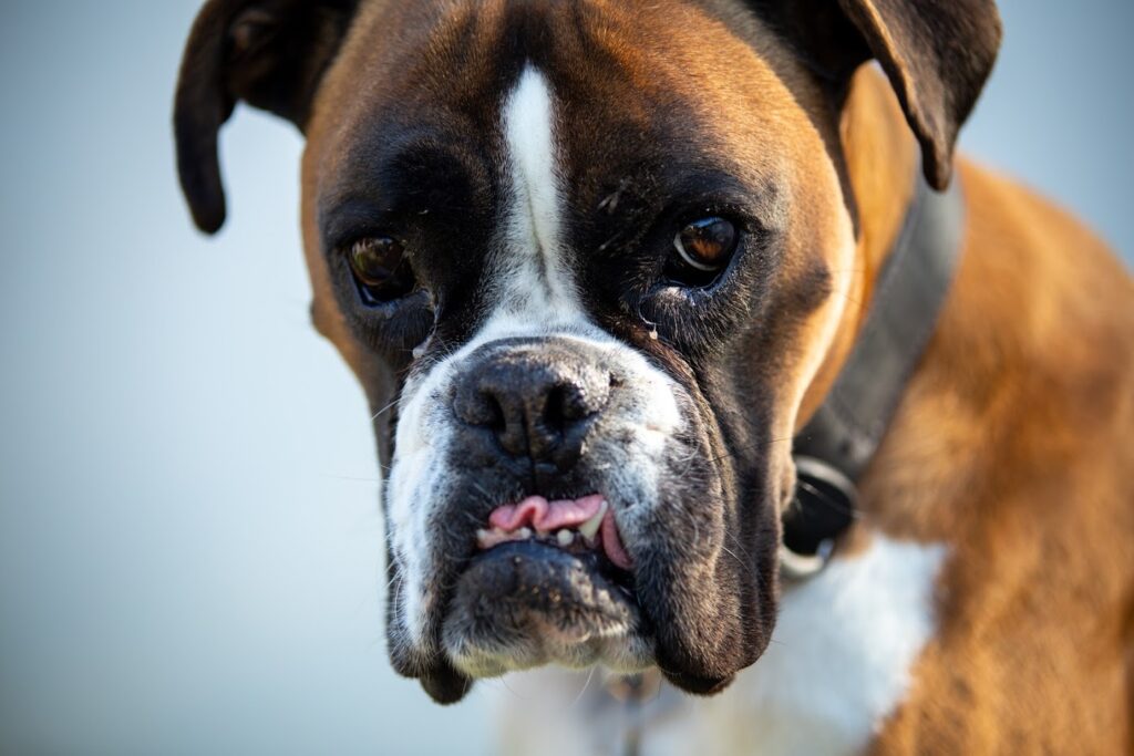 chien regard boxer, photographe chien Normandie