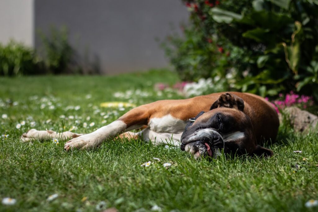 chien allongé dans l'herbe, photographe chien Caen