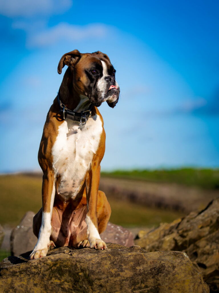chien boxer pose rocher, chien regard boxer, photographe chien Calvados